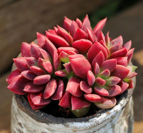 多肉养不好？2个原因导致，及时改正长得旺，一年四季都很美！