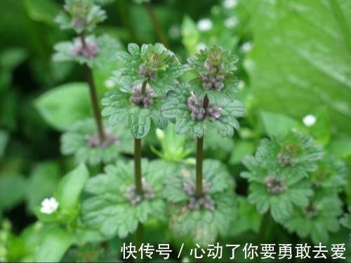 珍珠莲|宝盖草,乡间常见的一种野草,叶片像“宝塔”,一层连一层!