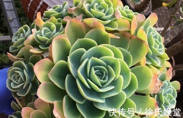 口杯|养多肉植物用多大的盆才算合适教你这样挑选,把多肉养成爆盆