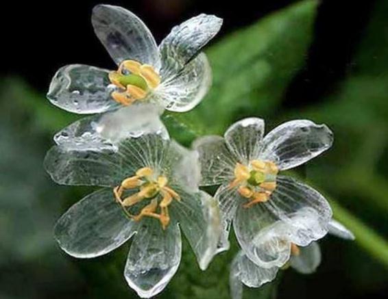 一种“隐身花”养家中,一沾水就大变样,观花又赏叶,还活血化瘀