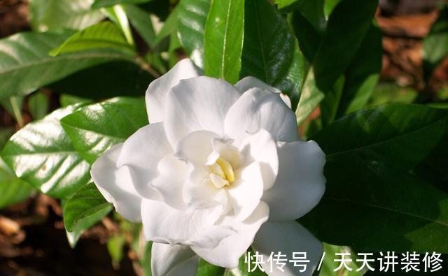 扦插|趁热快进行扦插，以下花扦插正当时，养护到位，生根发芽没问题