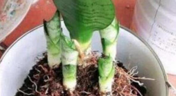 虎皮兰长得慢，秋后用它养，粗根变小芽，顶破盆，太给力了