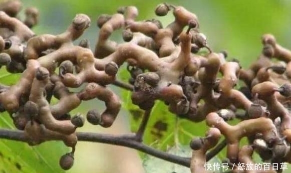 4种即将“消失”的农村野果,全吃过越来越少,你吃过几种呢