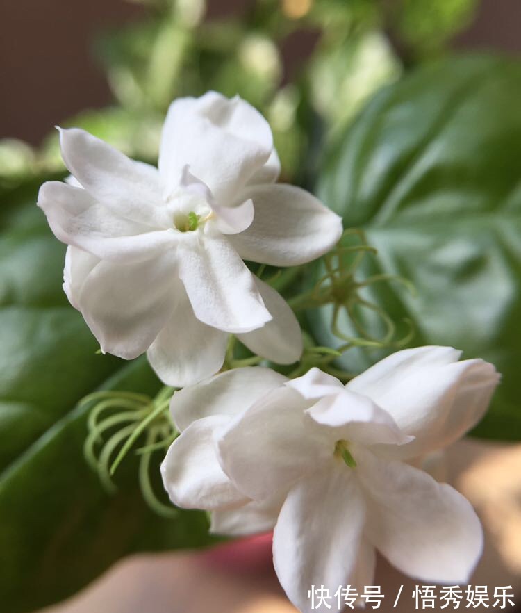 养茉莉，做好“三勤一懒”，茉莉呼呼冒花苞，开花开到深秋去！