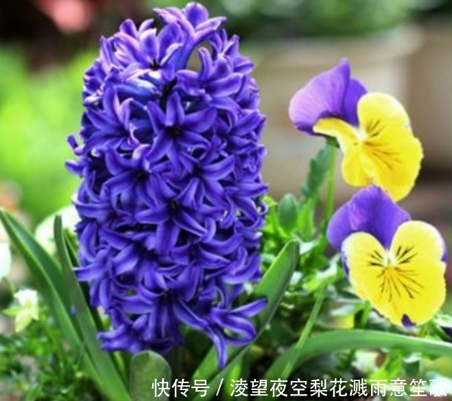 漂亮|“4种花”随便一养就爆盆,开花多、长期长,漂亮又好养!