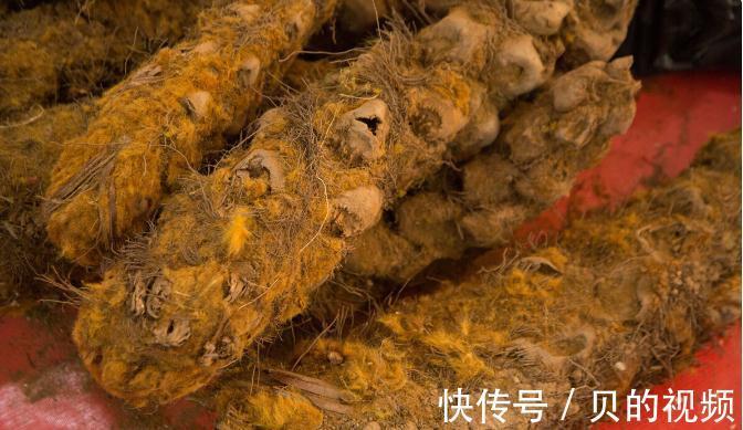 鸡血藤|关节老是痛，还痛无定痛？一个方子给你搞定骨子的风，寒，湿