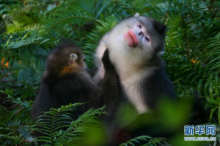 生物多样性公约|【COP15短视频里看世界】——万物栖息之地 大美多彩云南