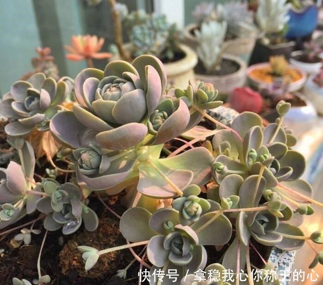 “难养”多肉名单公布,有些很漂亮,谁养谁后悔!