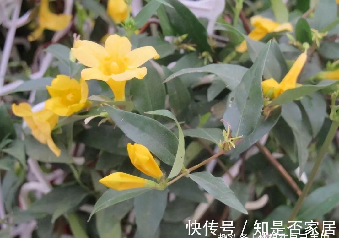 汁液|毒性很强的“网红花”，商家告诉你它有多好看，闭口不提它有多毒