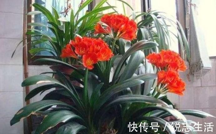 花友们|养君子兰,用上这“2种肥”,比什么淘米水、黄豆水强“100倍”