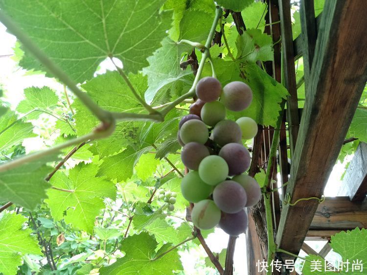 美好时光|花园改造：3年前买了栋带170㎡花园的房子，过上种花草的乡村生活