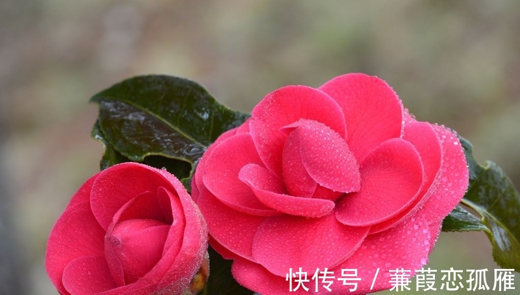 茶花有“三怕”,学会后不卷叶,开花多而艳