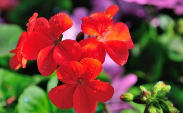 蛋黄养花,花儿可一直开着,全年不需要施肥