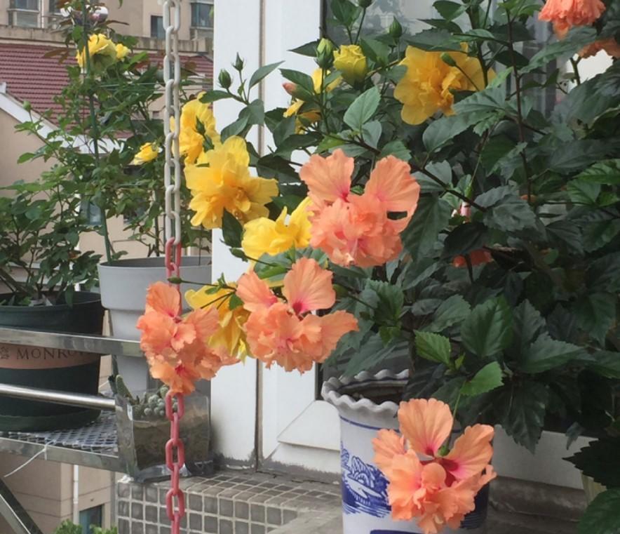 阳台上|6种“劳模花”,四季能开花,家里养一盆,赏花300天