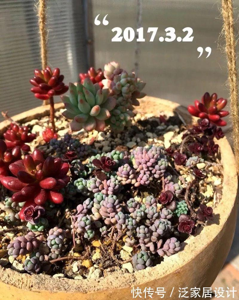 叶插|用葫芦种多肉，一养就是三年，邻居给钱都不卖