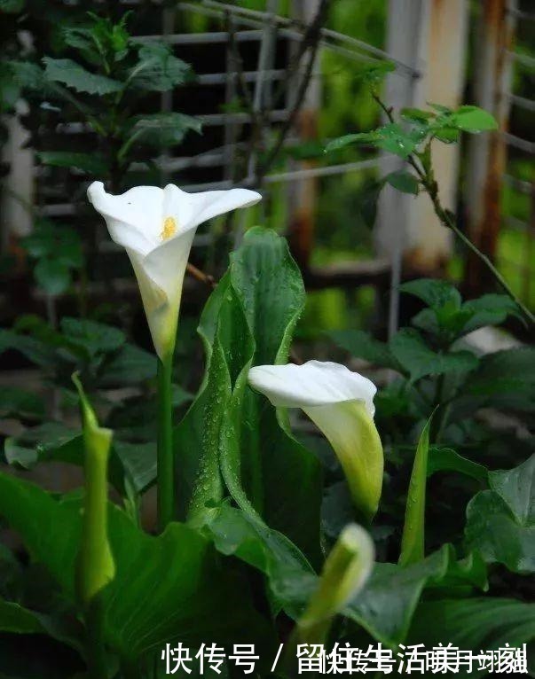 马蹄莲|4种花“嗜水如命”，一刻也不能断水，缺了就蔫，看看你家有吗！