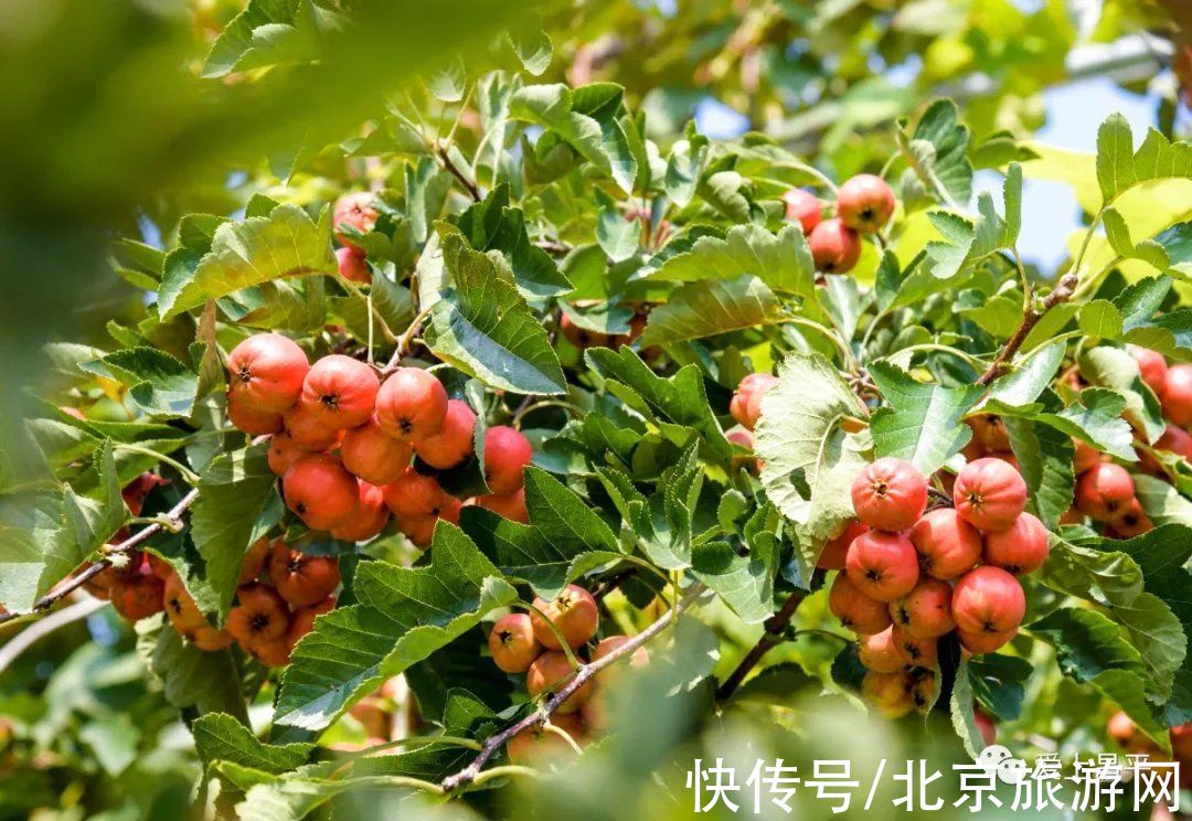 居庸关|这个风景秀美的村庄，溪流叠水，野花遍地，现在去正好~