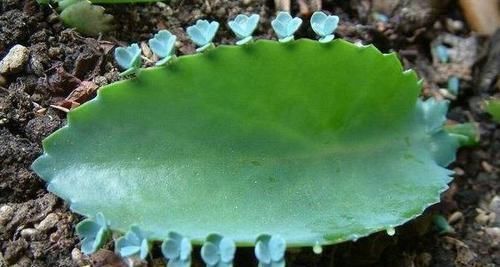 盆栽的朋友认识吗?此为不死鸟,落地就能生根,养好了价值高