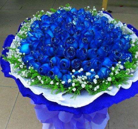 喜欢玫瑰,不如养盆“精品玫瑰”蓝色妖姬,象征纯洁爱情,真美艳