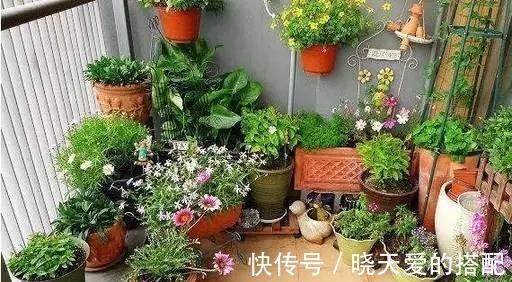 花友|适合新手的三款月季,花型饱满花期长,半封闭阳台也能种