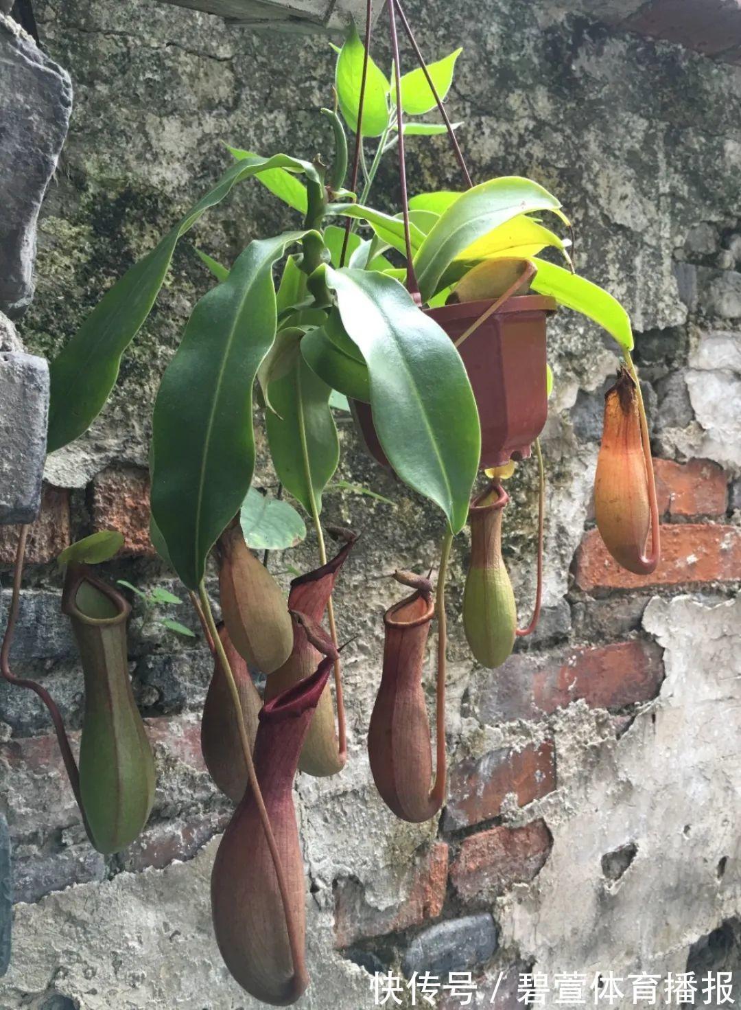 7种花插土里,立马长满院子,蚊虫不敢靠近!