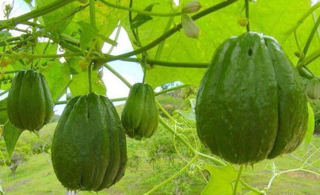 健脾|中年人想长寿,3种食物经常吃,养胃健脾,排毒清肠,营养又瘦身