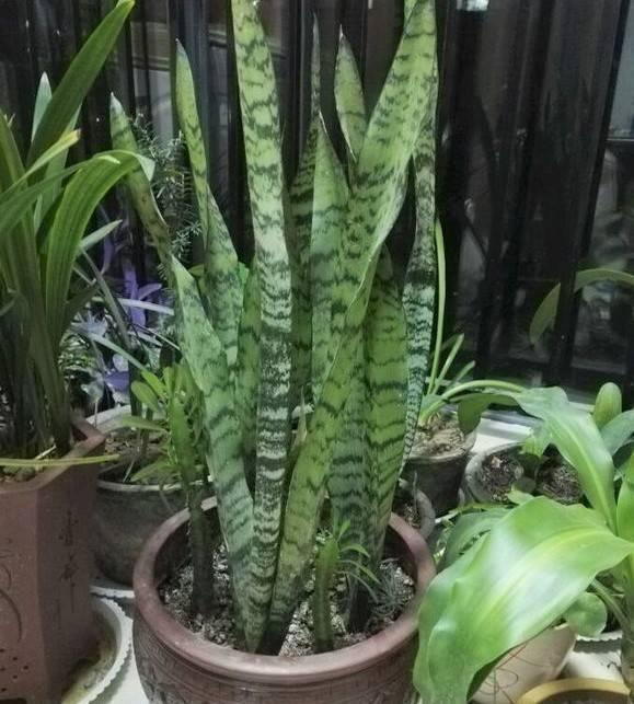 花店老板养花不烂根，黄叶秘诀，浇水加上一点，快死的花都能活