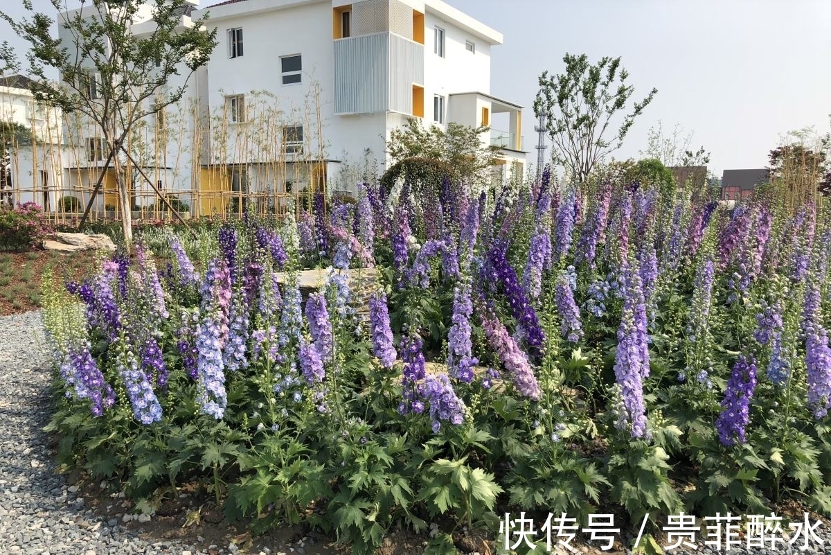 养护飞燕草,掌握4个要点,开花才能更加迷人!