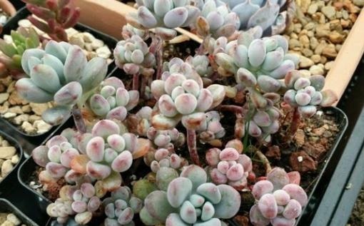 35度高温多肉要休眠这样养护,避开徒长,叶子厚实又肥美