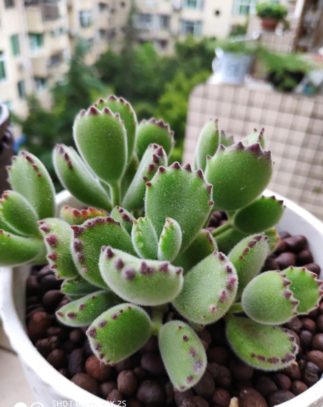 养多肉不会选盆?3个方法,教你一次选对花盆