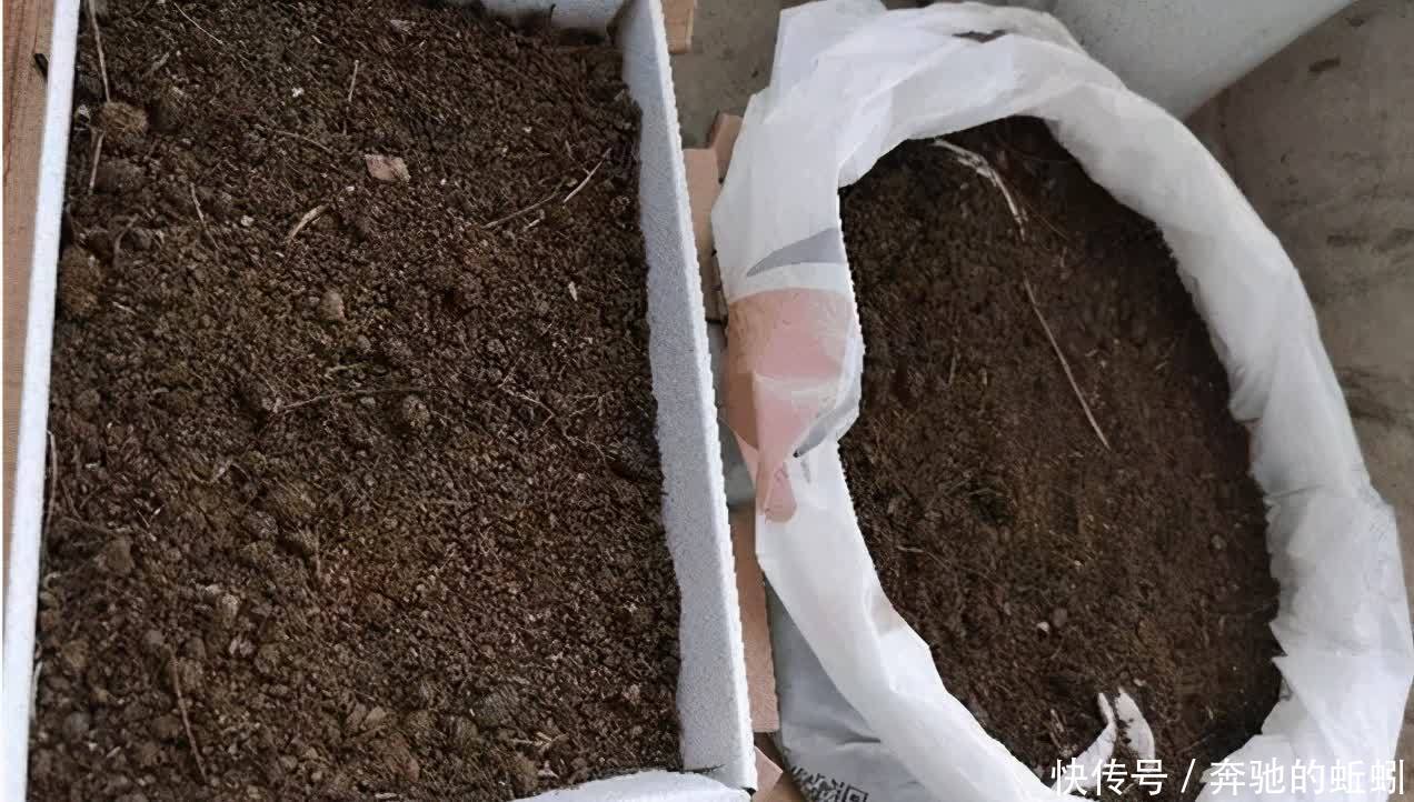 捡来松针土、腐叶土,别急着用作养花,先这么处理才好