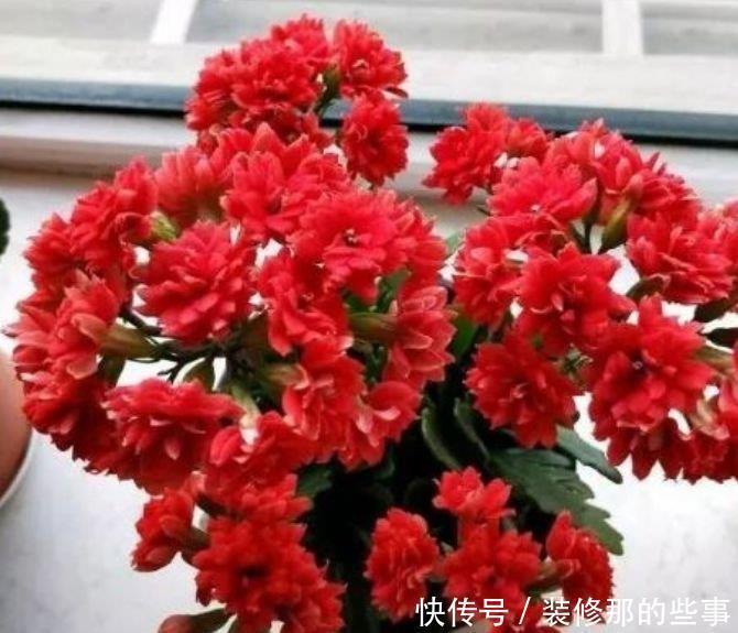 鲜艳|家里就养4种花,几块钱1盆,放阳台,开爆一整年!
