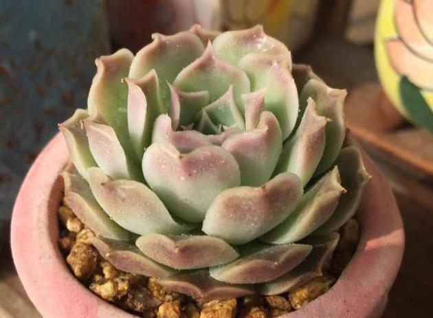 花盆|多肉想美,全靠浇水!教你详细攻略,又美又胖,还不长虫