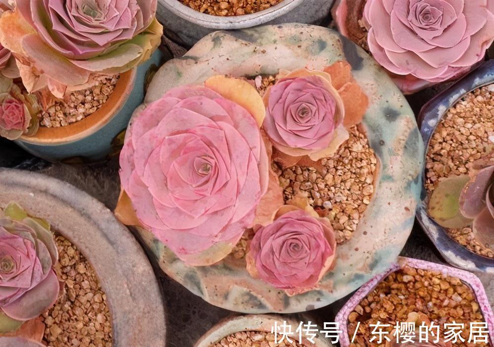 夏天|张大哥养肉10多年,总结出4个“耐热品种”,肉迷都喜欢