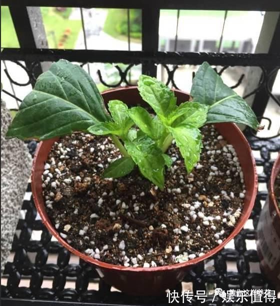 扦插|学会这种扦插法,2周生根,插什么活什么,太简单了!