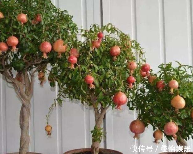 养花养“贵气”，4种花美观养眼，观赏价值高