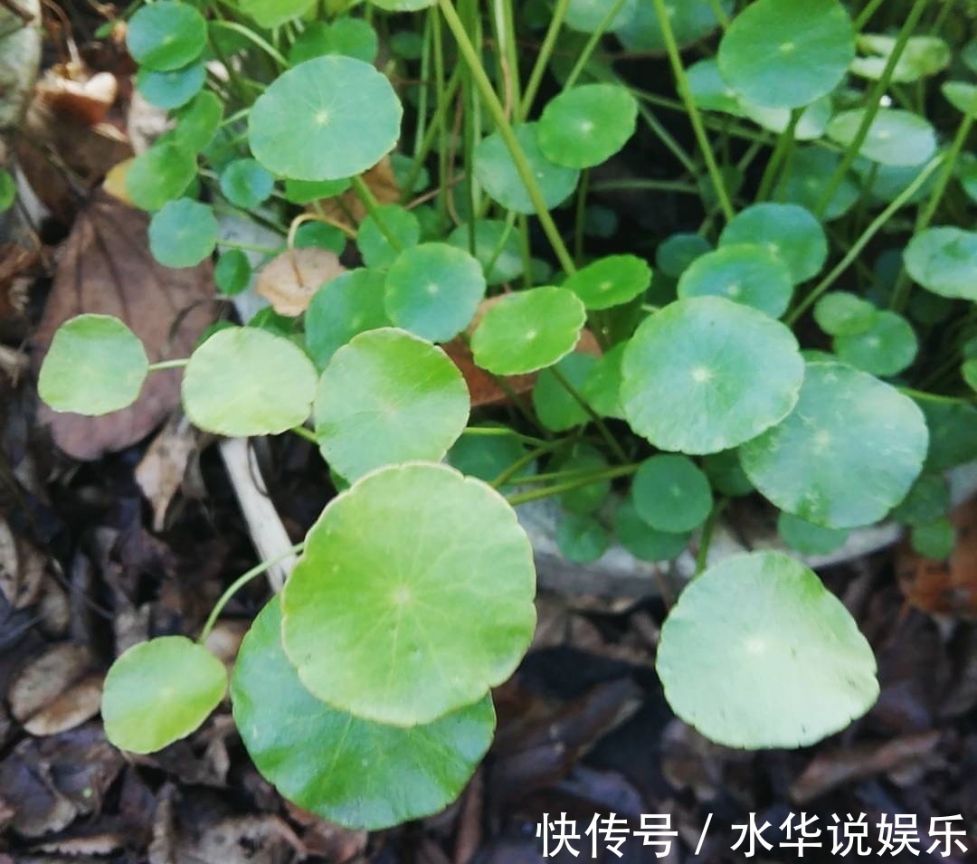 酒鬼|这“3种花”,全都是“酒鬼”,每天喝一点,想不绿叶都难