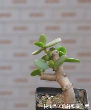 沙包|沙包一样大的拳头没见过,小腿一样粗的玉树也不多见