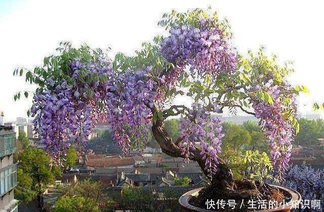 家养紫藤花,一养一百年,开成花隧道,紫气满园来!