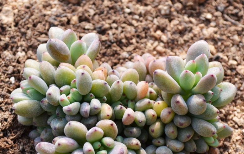 自来水|居家盆栽多肉植物黑莓,如何养护好?