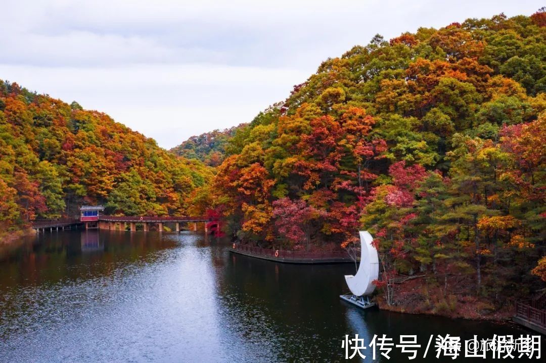 门票|河南专属于你的秋色丨银杏已黄，枫叶转红…撩人秋色等你来赏