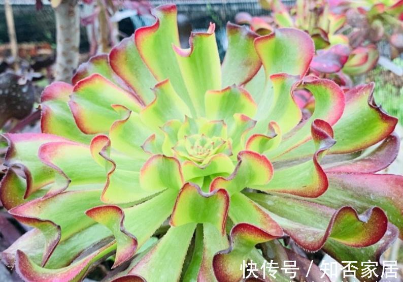 多肉法师舍不得买老桩?秋天入手小的也行,拿回家这样种很快服盆