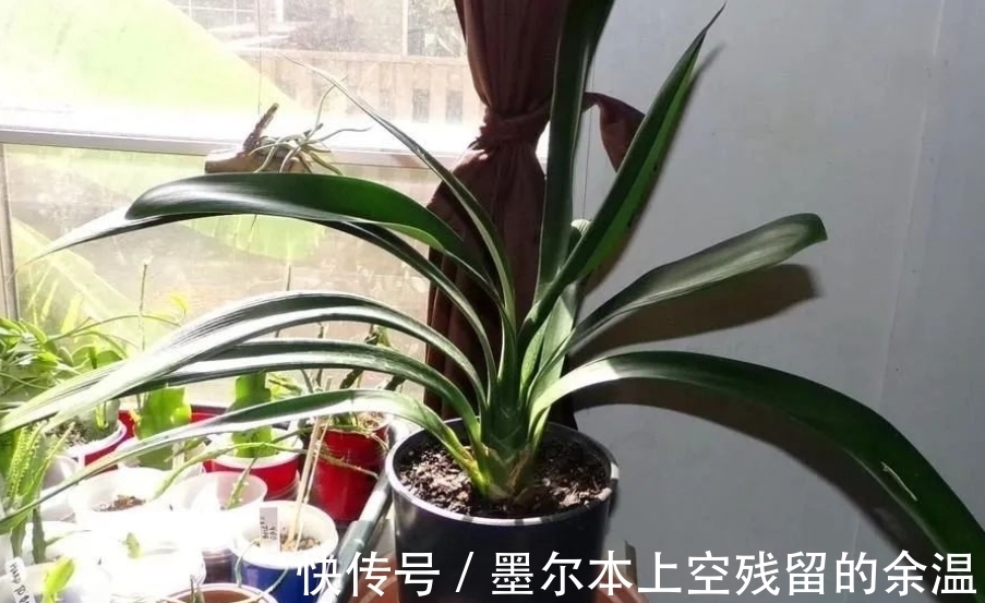 闲话君子兰和啤酒之间的关系、养护方法