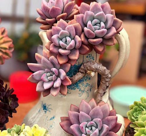 6种普货多肉,颜值高好养护,长成悬崖桩,看起来真过瘾!