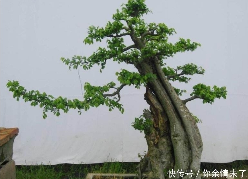 小叶榔榆|野外4种树,苍劲嶙峋,树姿优美,常被用来制作盆景