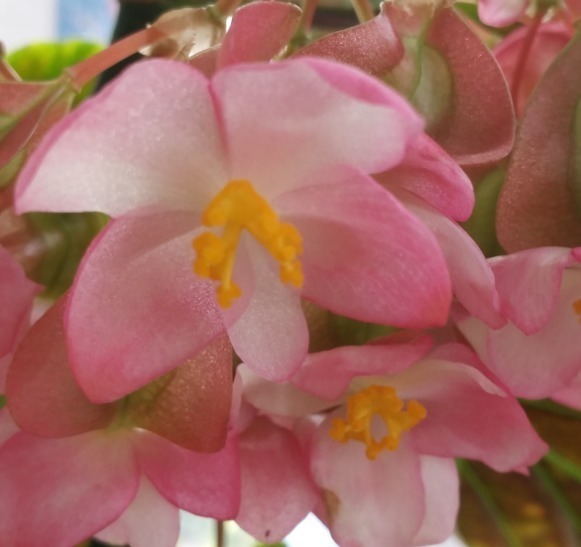 耐阴怕晒的花,一晒叶子就发黄干裂,放阴凉地养得好!