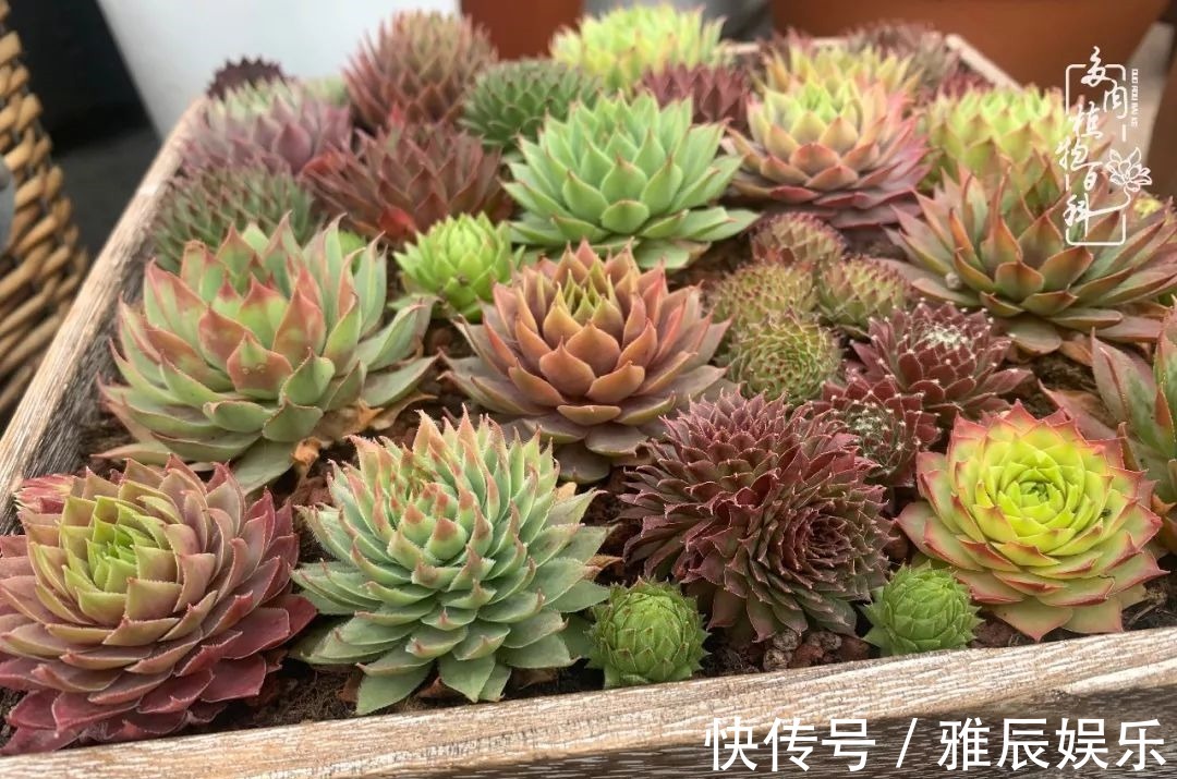 框子|这多肉拼盘这么仙!如何制作达人手把手教你制作长生草拼盘!