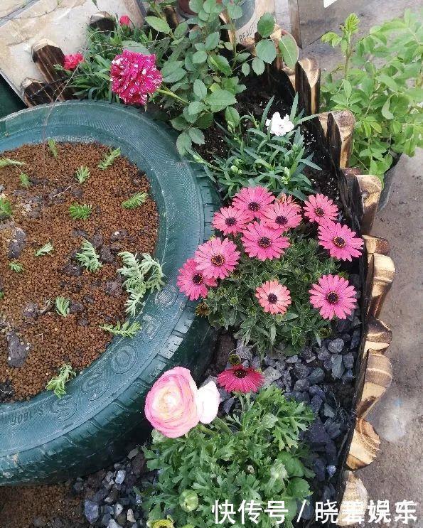 养花技巧 捡来的酒坛 破缸种多肉 1分钱不花 变出一个小花园 粉紫色 养花技巧 捡来的酒坛 破缸种多肉 1分钱不花 变出一个小花园 粉紫色