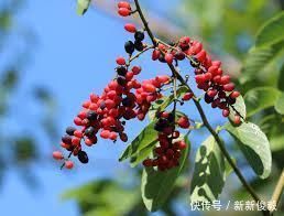 这树价值珍贵,树根更是稀罕物,内含“黄金”,但看见请好好保护