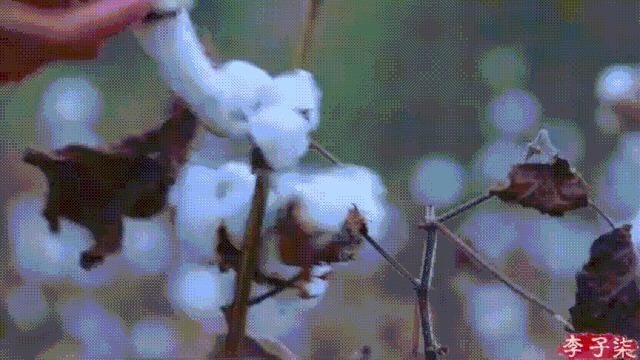 衣服|如果说李子柒的生活对我们不切实际,那她穿的衣服我们倒能学学